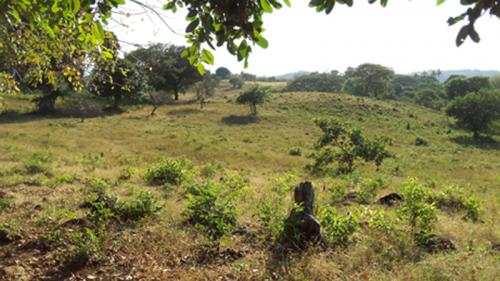 VENTA DE TERRENO 22.5 MZS., EN LA LIBERTAD- $650,000.00