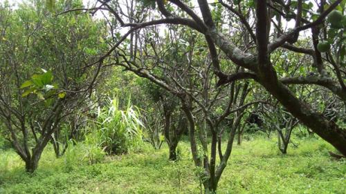 VENTA DE TERRENO URBANO, EN SAN SALVADOR, CANTON HUIZUCAR, 2 MZS