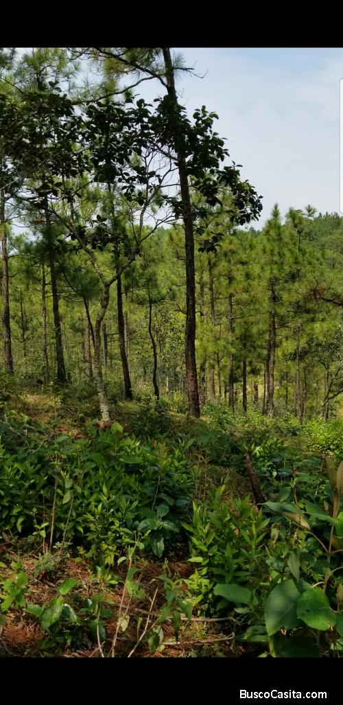 Se venden lotes en la palma chalatenango 