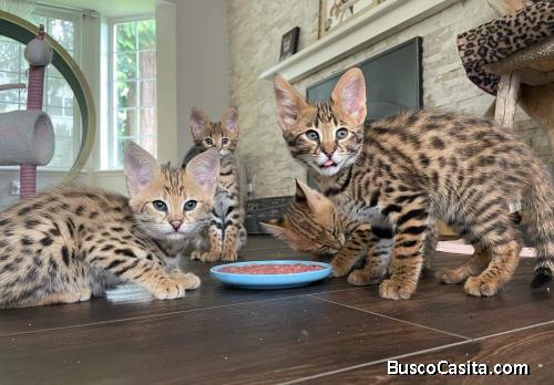 Gatitos sabana F1 disponibles   