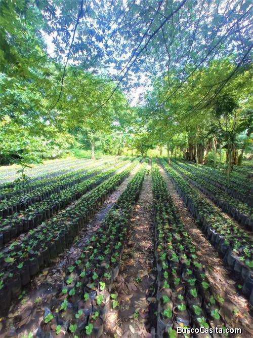 Vendo Finca Cafetalera De 352 Manzanas En Izalco; Idi: 127702