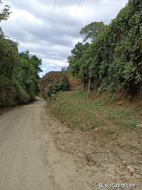 Vendo Finca De Café En Cantón Ochupse Abajo Santa Ana; Idi: 122474