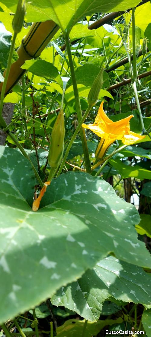 TERRENO SEMI URBANO GUAZAPA, SAN SALVADOR