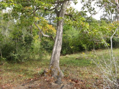 Venta de Terreno en la Esperanza, Intibuca