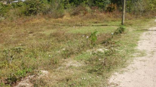 Se Vende Terreno en Santa Ana, Municipio de Francisco Morazán