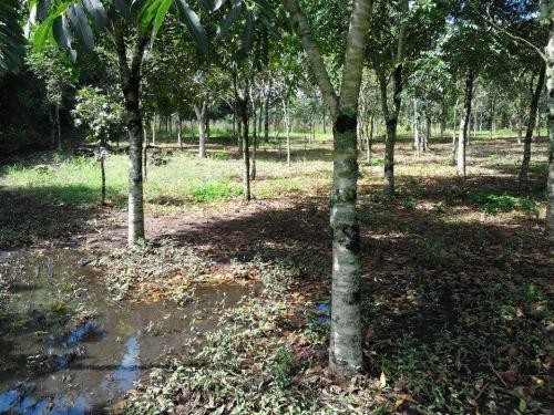 VENTA DE PROPIEDAD/ORILLA DEL LAGO DE YOJOA, ¡GANGA! Neg.