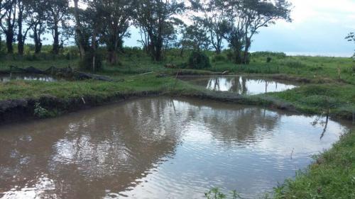 VENTA DE FINCA PRODUCTORA DE TILAPIA CALLE/PANAMERICANA CA-5