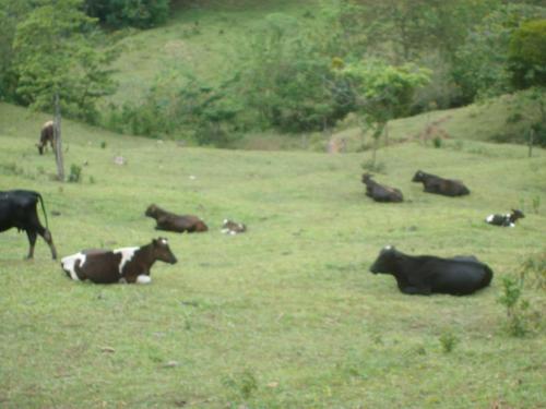 SE VENDE BELLA HACIENDA, 25 MANZANAS ZONA LAGO DE YOJOA