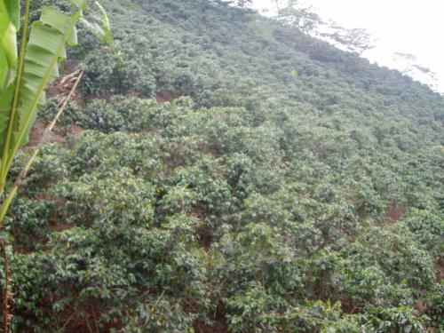 SE VENDE BELLA FINCA 15 MANZANAS, 11 DE CAFÉ EN PRODUCCIÓN
