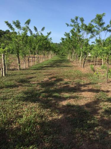 SE VENDE AMPLIO TERRENO DE 4 MANZANAS EN LAS FLORES, SANTA CRUZ DE YOJOA.