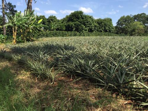 SE VENDE HERMOSA PROPIEDAD A ORILLA DE CA-5 ZONA LAGO DE YOJOA