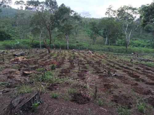 SE VENDE BELLA PROPIEDAD 11 MANZANAS ANDABLES EN SANTA CRUZ DE YOJOA, CALLE QUE CONDUCE HACIA EL ZOOLÓGICO JOYA GRANDE.