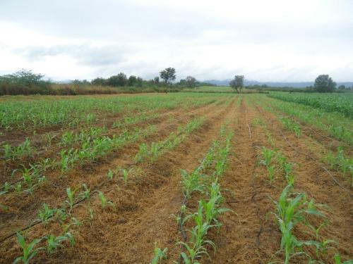 Propiedad Agrícola en Venta…