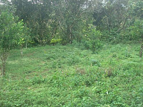 Lotes de Tierra Financiados en Valle de Ángeles