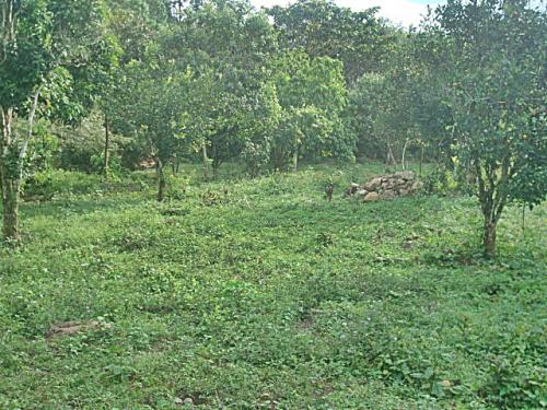 Terrenos a la Venta en Valle de Ángeles (Financiamiento Disponible)