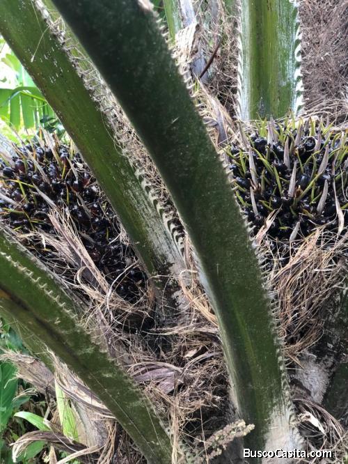 En Venta Finca de Palma Africana!