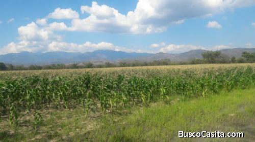 Excelente Oportunidad de Inversión en Los Palillos, Comayagua