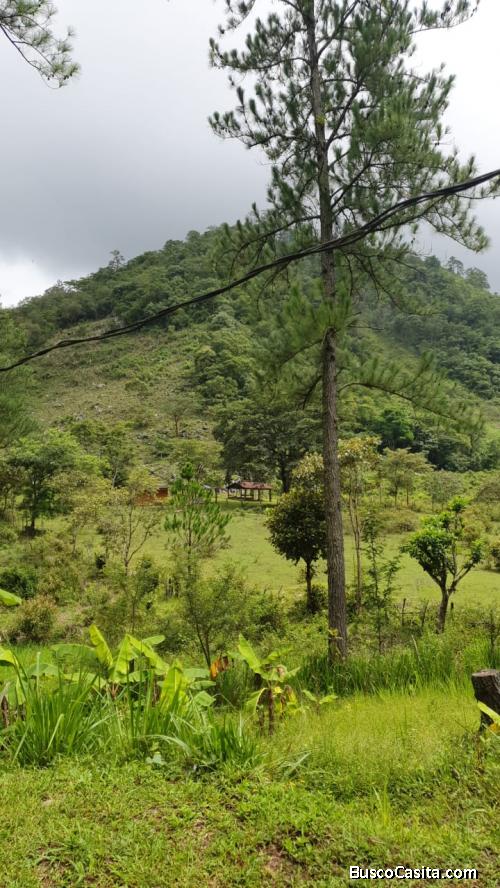 Zacapa Santa barbara