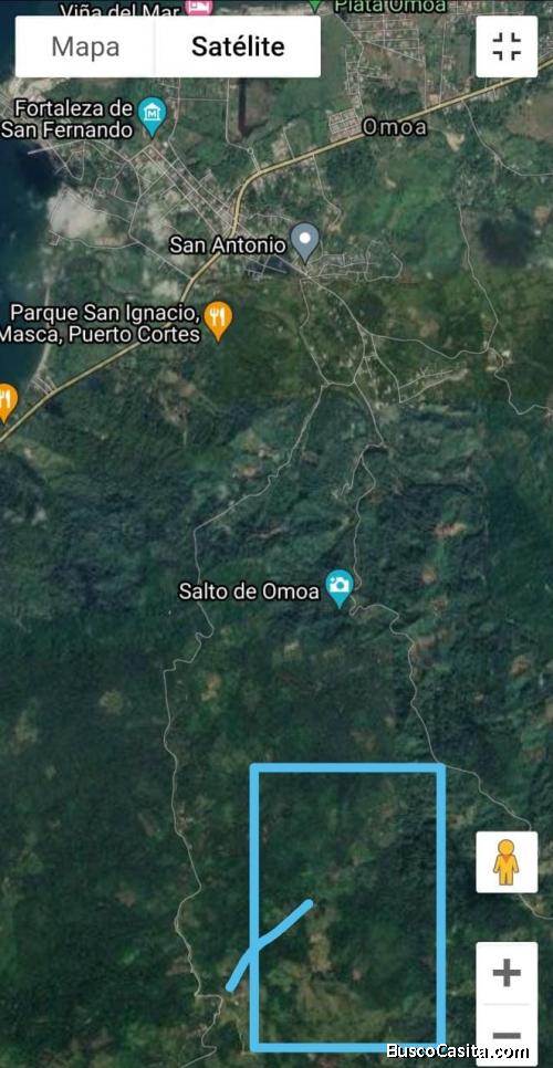 Lote de 100 manzanas de terreno 