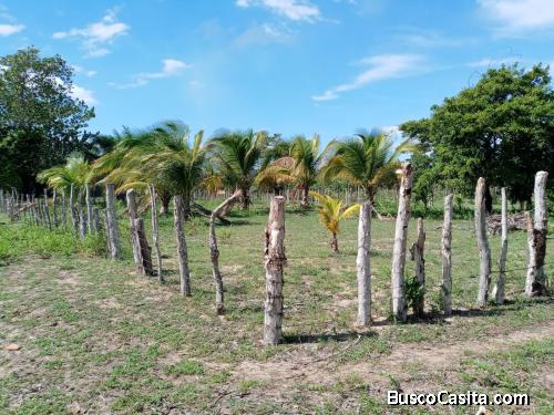 Se vende terrenos en cocalito Trujillo colon Honduras.. 31882503....87664481.