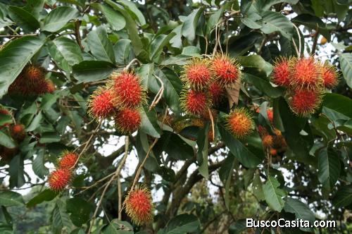 Finca de 40 manzanas