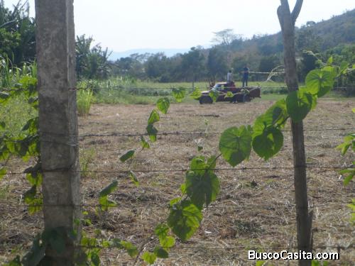 VENTA DE TERRENO COLONIA FELIE ZELAYA ,SAN PEDRO SULA