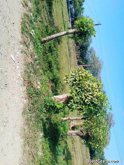 Invertir en Bienes Raices es tu mejor desicion y Tela es la opcion