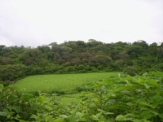 Id1645-Finca Agricola en venta - Managua , San Rafael del Sur