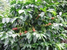 Id2077-Finca Agricola en venta - Matagalpa , El Tuma