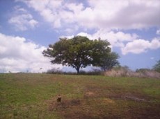 Id2092-Terreno en venta - Managua , Las Jaguitas