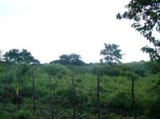 Id2290-Terreno en venta - Managua , Carretera Masaya