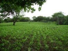 Id2856-Terreno en venta - Managua , Carretera Sur