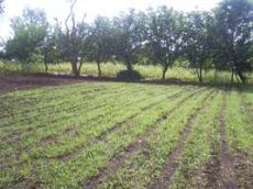 Id2981-Finca Agricola en venta - Masaya , Masaya