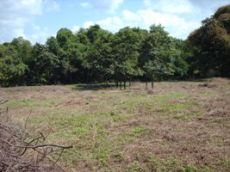 Id3039-Finca Agricola en venta - Managua , San Isidro de la Cruz Verde