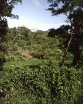 Id3253-Terreno en venta - Rivas , Sapoa