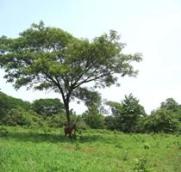 Id3427-Terreno de Playa en venta - Managua , San Rafael del Sur