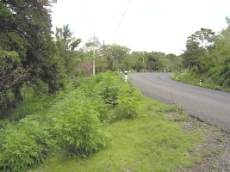 Id3498-Finca Agricola en venta - Managua , Carretera Nueva Leon