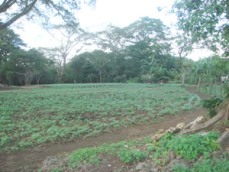 Id3608-Terreno en venta - Carazo , Dolores