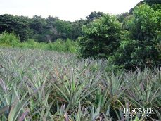 Id5232-Finca Agricola en venta - Managua , Ticuantepe