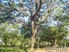 Id5681-Finca Agricola en alquiler y venta - Carazo , Diriamba