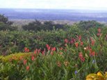 Id6002-Finca Agricola en venta - Granada , Granada
