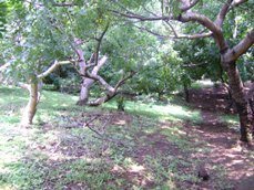 Id775-Terreno en venta - Managua , Altos de Villa Fontana