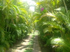 Id855-Casa en alquiler y venta - Managua , Lomas de Santo Domingo