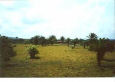 Id932-Finca Agricola en venta - Managua , Carretera Nueva Leon