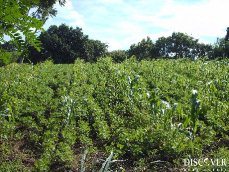 Id997-Terreno en venta - Managua , Villa Fontana Sur