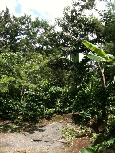Se vende Finca cafetalera de 15 manzanas 