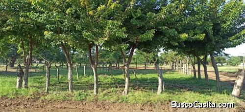 Venta de Lote Esquinero Negociable 