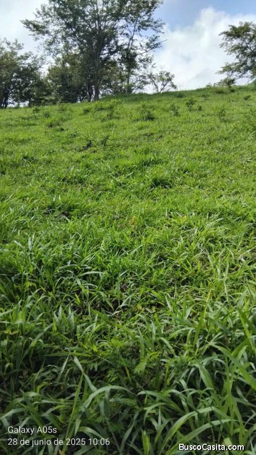 FINCA APTA PARA GANADO 