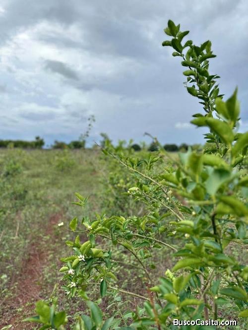Se venden 35 manzanas de tierra