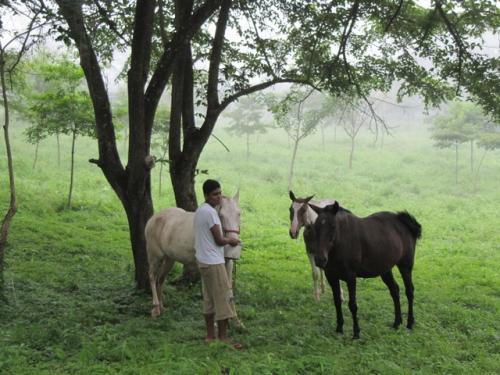 Country Acreage Near Beaches